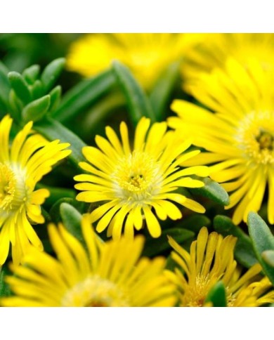 Delosperma 'Wow20111' GOLDEN WONDER WHEELS OF WONDER™ (Globe Planter)