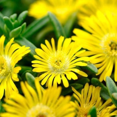 Delosperma 'Wow20111' GOLDEN WONDER WHEELS OF WONDER™ (Globe Planter)