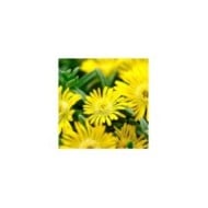 Delosperma 'Wow20111' GOLDEN WONDER WHEELS OF WONDER™ (Globe Planter)