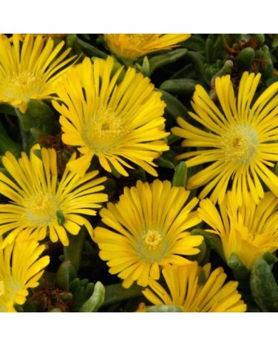 Delosperma 'Wow20111' GOLDEN WONDER WHEELS OF WONDER™ (Globe Planter)