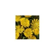 Delosperma 'Wow20111' GOLDEN WONDER WHEELS OF WONDER™ (Globe Planter)