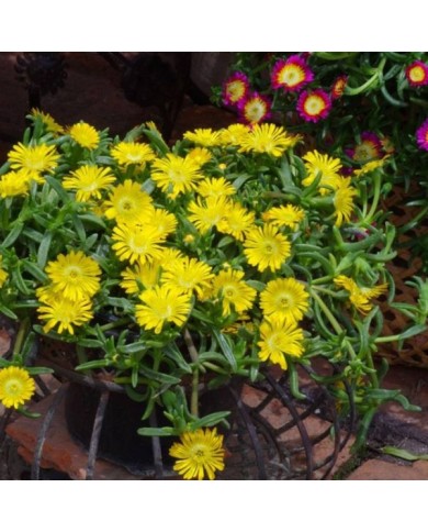 Delosperma 'Wow20111' GOLDEN WONDER WHEELS OF WONDER™ (Globe Planter)