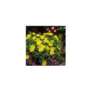 Delosperma 'Wow20111' GOLDEN WONDER WHEELS OF WONDER™ (Globe Planter)