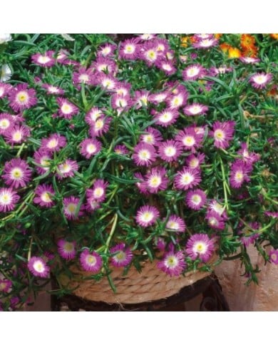 Delosperma 'Wowdrw5' VIOLET WONDER WHEELS OF WONDER™ (Globe Planter)