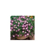 Delosperma 'Wowdrw5' VIOLET WONDER WHEELS OF WONDER™ (Globe Planter)
