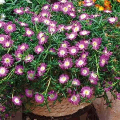Delosperma 'Wowdrw5' VIOLET WONDER WHEELS OF WONDER™ (Globe Planter)