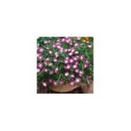 Delosperma 'Wowdrw5' VIOLET WONDER WHEELS OF WONDER™ (Globe Planter)