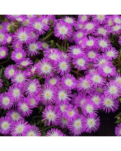 Delosperma 'Wowdrw5' VIOLET WONDER WHEELS OF WONDER™ (Globe Planter)