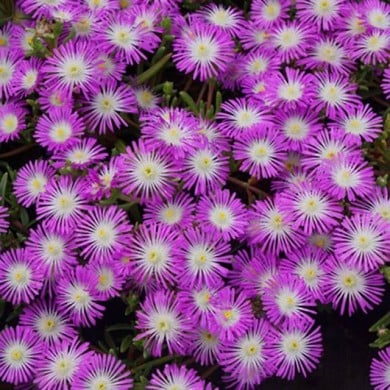 Delosperma 'Wowdrw5' VIOLET WONDER WHEELS OF WONDER™ (Globe Planter)