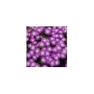 Delosperma 'Wowdrw5' VIOLET WONDER WHEELS OF WONDER™ (Globe Planter)