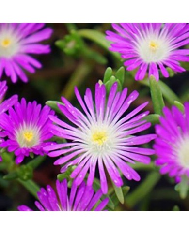 Delosperma 'Wowdrw5' VIOLET WONDER WHEELS OF WONDER™ (Globe Planter)
