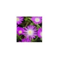 Delosperma 'Wowdrw5' VIOLET WONDER WHEELS OF WONDER™ (Globe Planter)