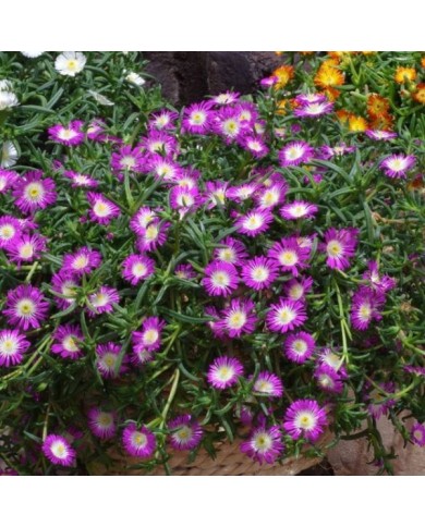 Delosperma 'Wowdrw5' VIOLET WONDER WHEELS OF WONDER™ (Globe Planter)