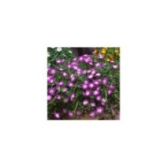 Delosperma 'Wowdrw5' VIOLET WONDER WHEELS OF WONDER™ (Globe Planter)