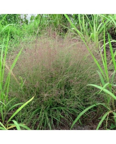 Eragrostis spectabilis (Katja Schulz / flickr.com)