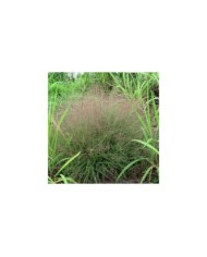 Eragrostis spectabilis (Katja Schulz / flickr.com)