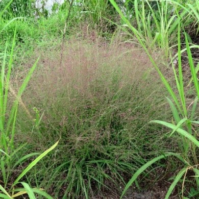 Eragrostis spectabilis (Katja Schulz / flickr.com)