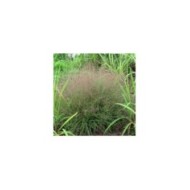 Eragrostis spectabilis (Katja Schulz / flickr.com)