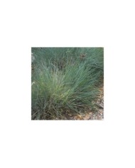 Festuca glauce 'Elihja Blue' - Flickr Andrey Zharkikh