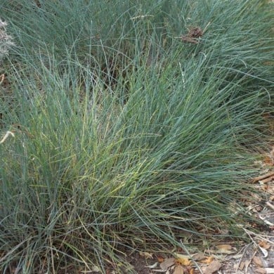 Festuca glauce 'Elihja Blue' - Flickr Andrey Zharkikh
