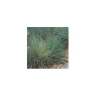 Festuca glauce 'Elihja Blue' - Flickr Andrey Zharkikh