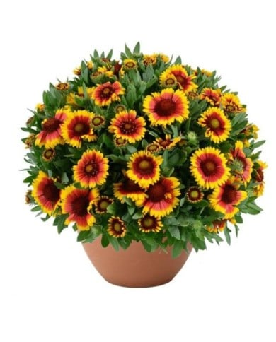 Gaillardia GUSTO SWEET CHILI (Danziger)