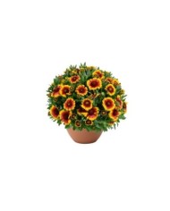 Gaillardia GUSTO SWEET CHILI (Danziger)
