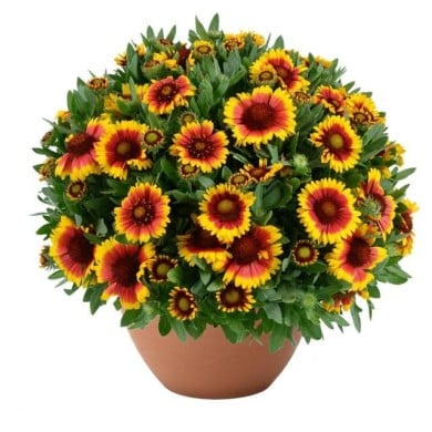 Gaillardia GUSTO SWEET CHILI (Danziger)