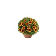 Gaillardia GUSTO SWEET CHILI (Danziger)