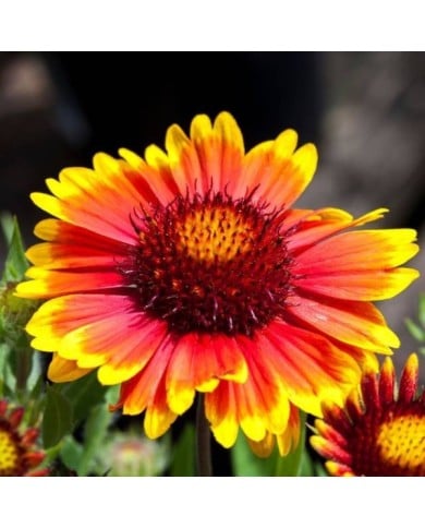 Gaillardia x grandiflora 'Arizona Sun' (Tony Baggett / Adobe Stock)