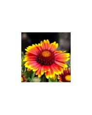 Gaillardia x grandiflora 'Arizona Sun' (Tony Baggett / Adobe Stock)