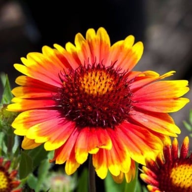 Gaillardia x grandiflora 'Arizona Sun' (Tony Baggett / Adobe Stock)