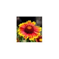 Gaillardia x grandiflora 'Arizona Sun' (Tony Baggett / Adobe Stock)