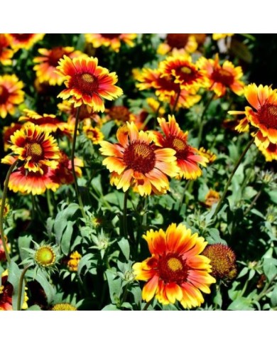 Gaillardia x grandiflora 'Arizona Sun' (Nikongal/Wirestock Creators)