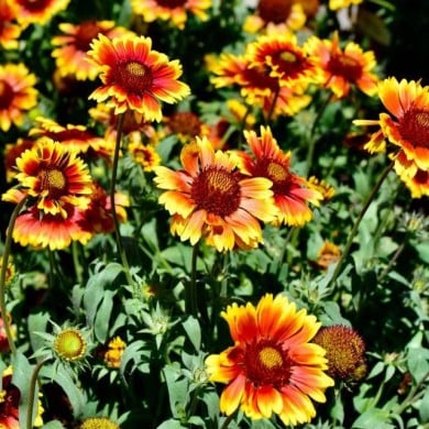 Gaillardia x grandiflora 'Arizona Sun' (Nikongal/Wirestock Creators)