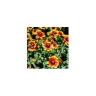 Gaillardia x grandiflora 'Arizona Sun' (Nikongal/Wirestock Creators)