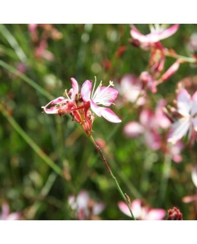 Gaura lindheimeri 'Freefolk Rosy' (Marie-Elise LIENNARD)
