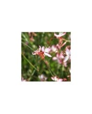 Gaura lindheimeri 'Freefolk Rosy' (Marie-Elise LIENNARD)