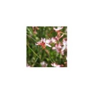Gaura lindheimeri 'Freefolk Rosy' (Marie-Elise LIENNARD)