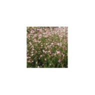 Gaura lindheimeri 'Freefolk Rosy' (Marie-Elise LIENNARD)