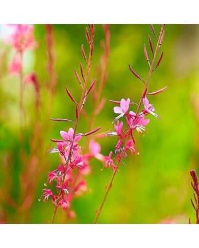 Gaura lindheimeri 'Siskiyou Pink' (George E. Koronaios / flickr)