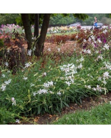 Gaura lindheimeri 'Sparkle White' (F. D. Richards / flickr.com)