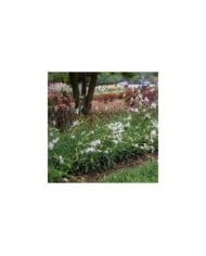 Gaura lindheimeri 'Sparkle White' (F. D. Richards / flickr.com)