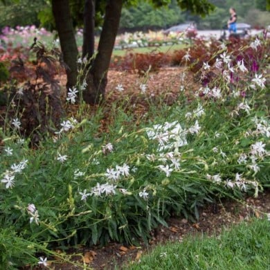 Gaura lindheimeri 'Sparkle White' (F. D. Richards / flickr.com)