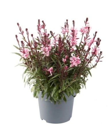 Gaura lindheimeri GAUDI® MEDIUM PINK (Florensis)