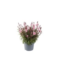 Gaura lindheimeri GAUDI® MEDIUM PINK (Florensis)