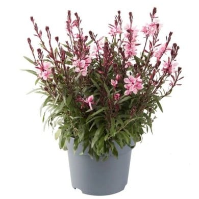 Gaura lindheimeri GAUDI® MEDIUM PINK (Florensis)