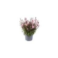 Gaura lindheimeri GAUDI® MEDIUM PINK (Florensis)