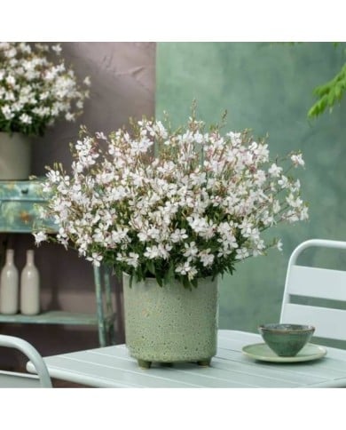 Gaura lindheimeri GAUDI® MEDIUM WHITE (Florensis)