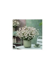 Gaura lindheimeri GAUDI® MEDIUM WHITE (Florensis)